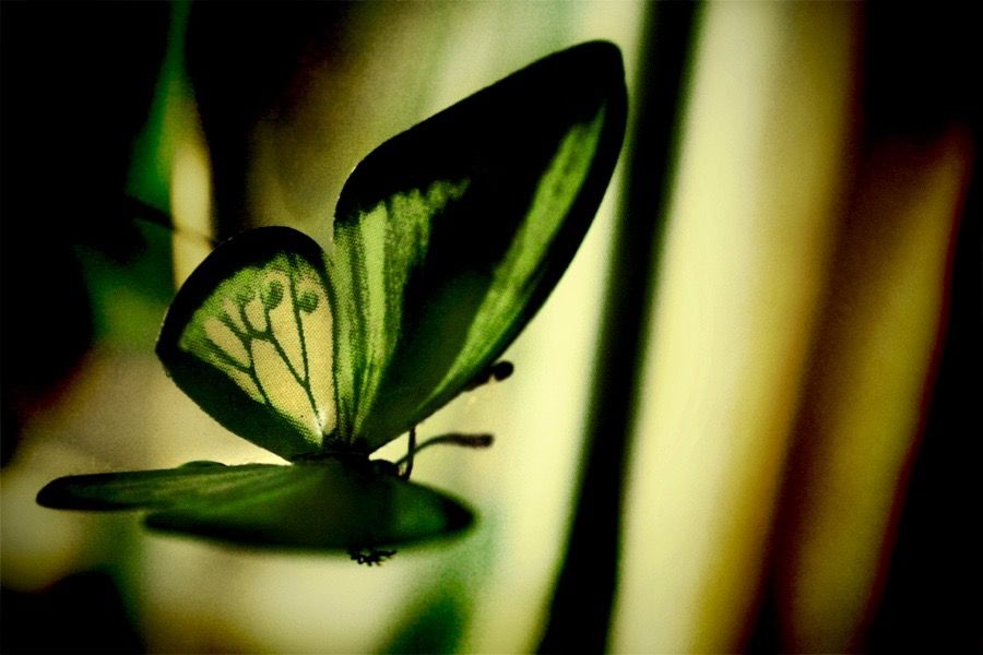 rainbow_wings_by_demonflame (1).jpg