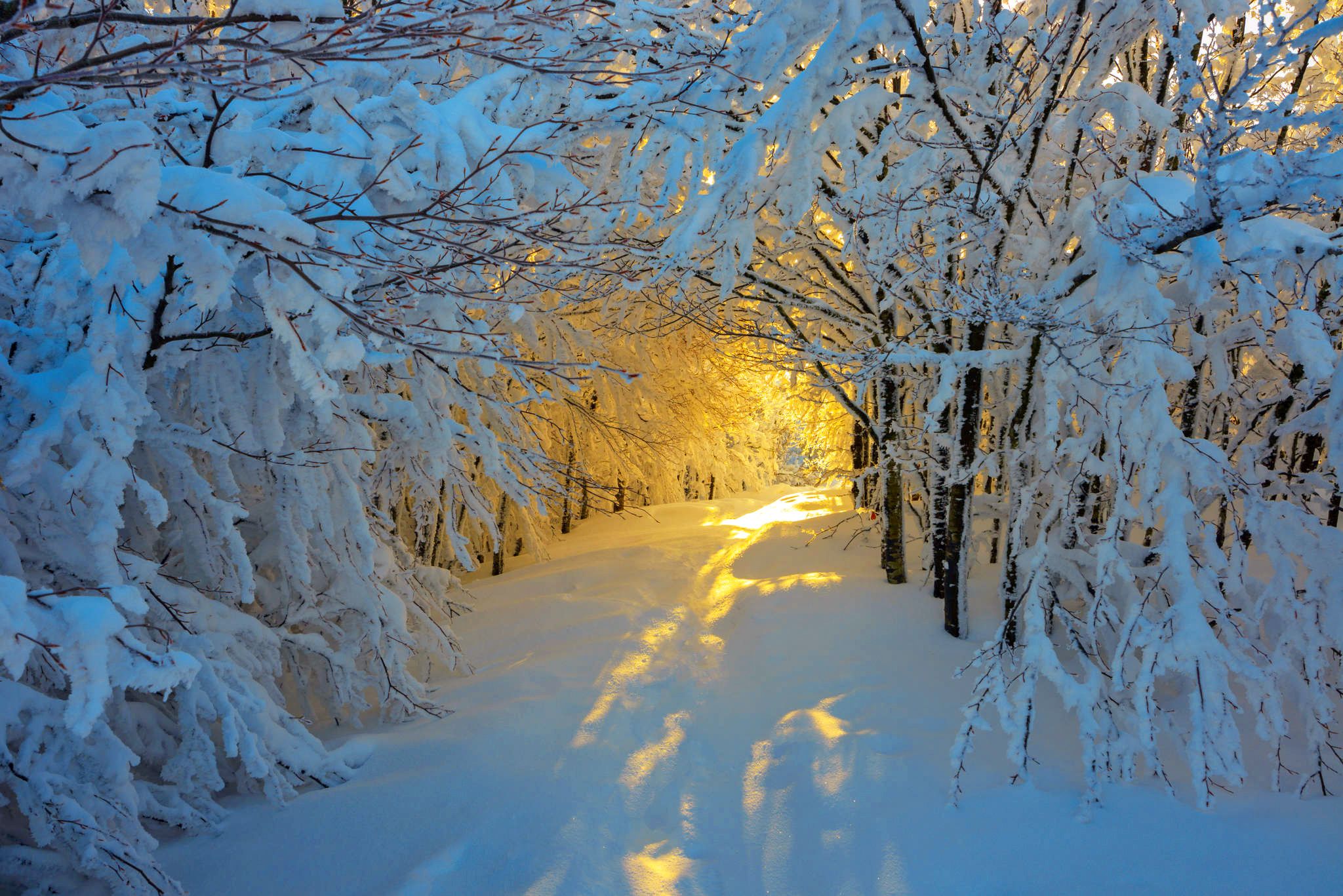《飞鸟与夏花》每天一首自译飞鸟集（149/325） - Translate a poem form Stray Birds everyday