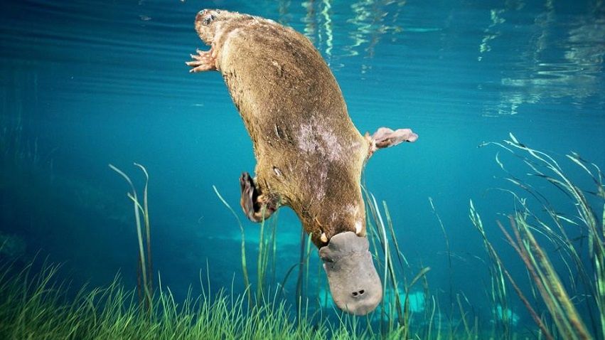 platypus-diving.adapt.945.1 3333.jpg