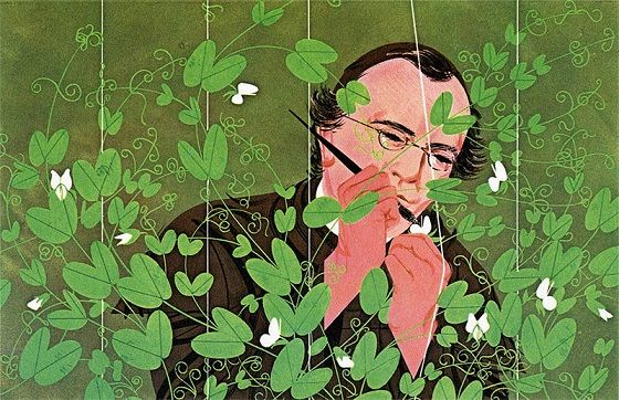 Gregor-Mendel-examines-peas.jpg