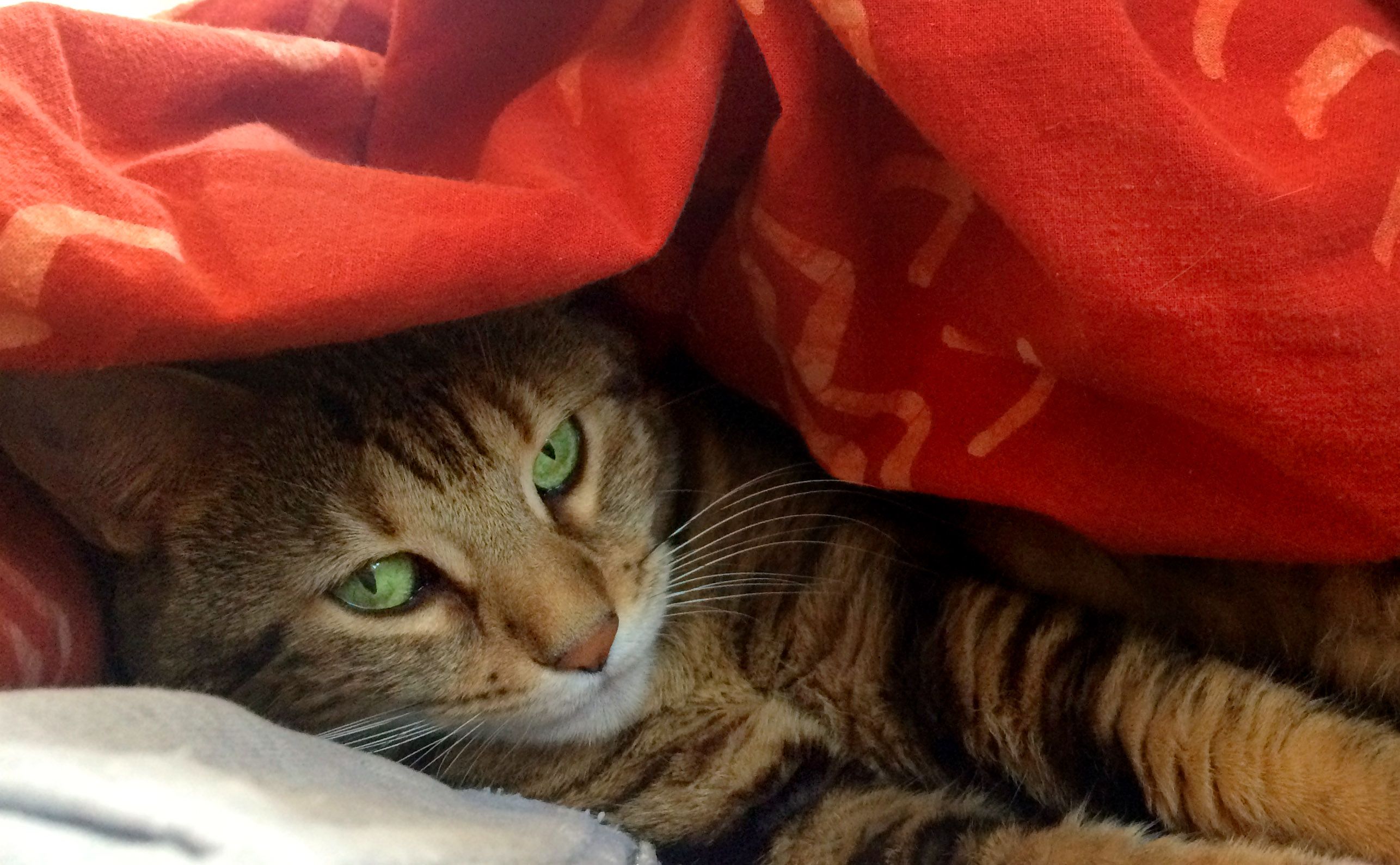 CAT UNDER BLANKET.jpg