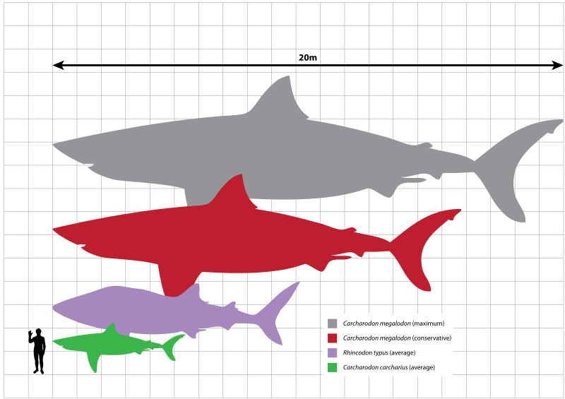 800px-Megalodon_scale.svg.png