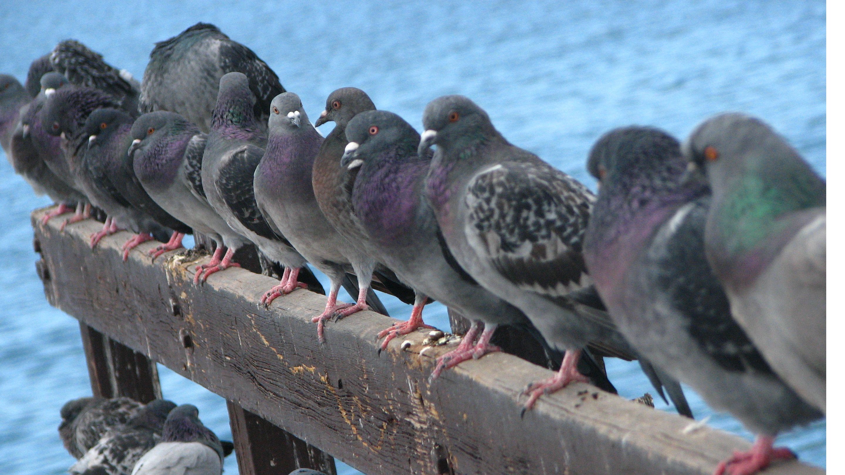 pigeons-02.jpg