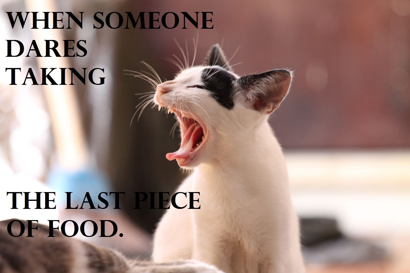 kits.jpg