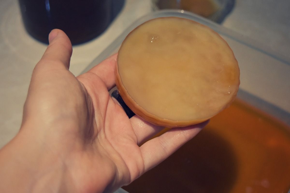 scoby-12.jpg