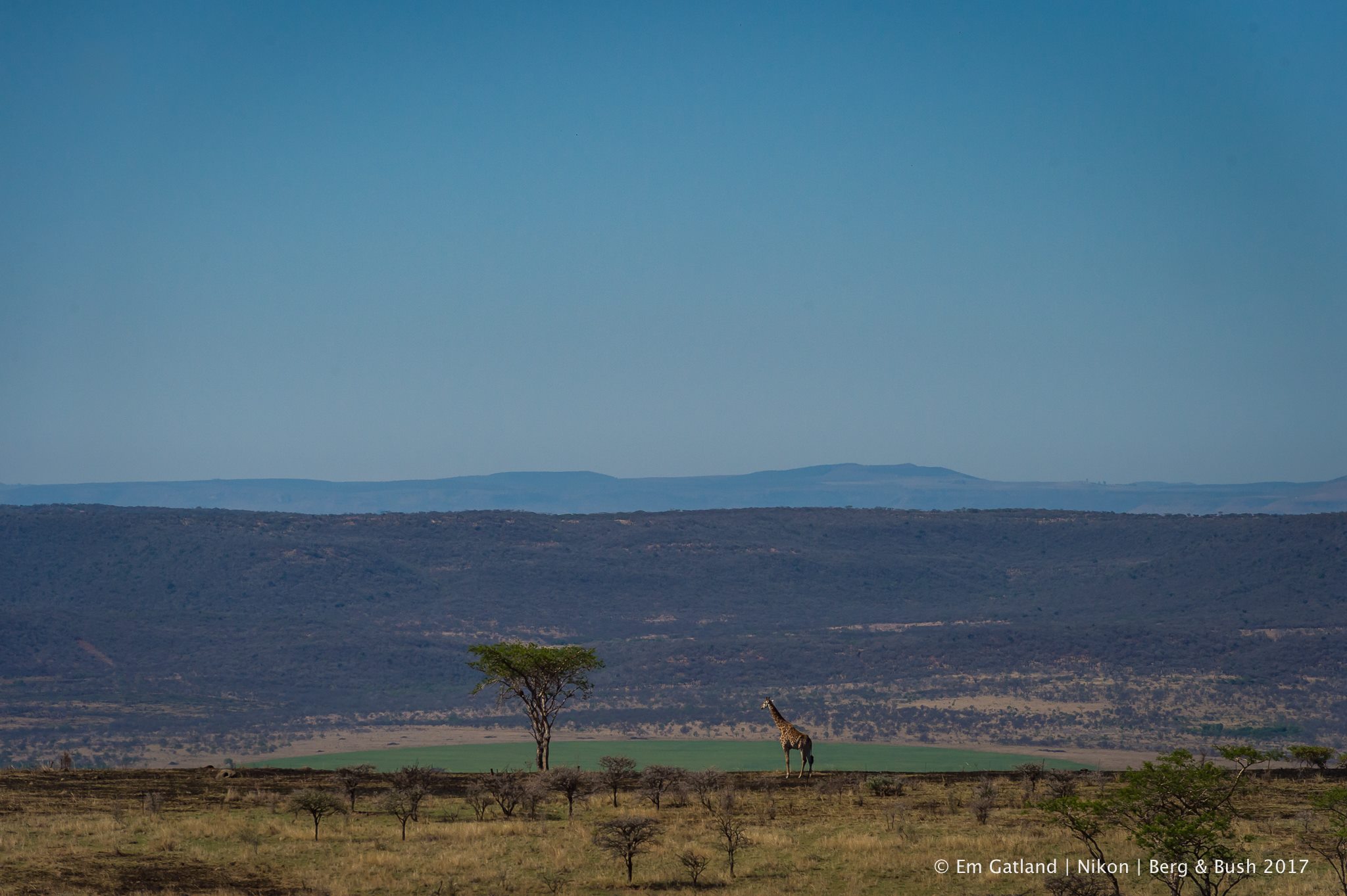 Berg and bush giraffe.jpg