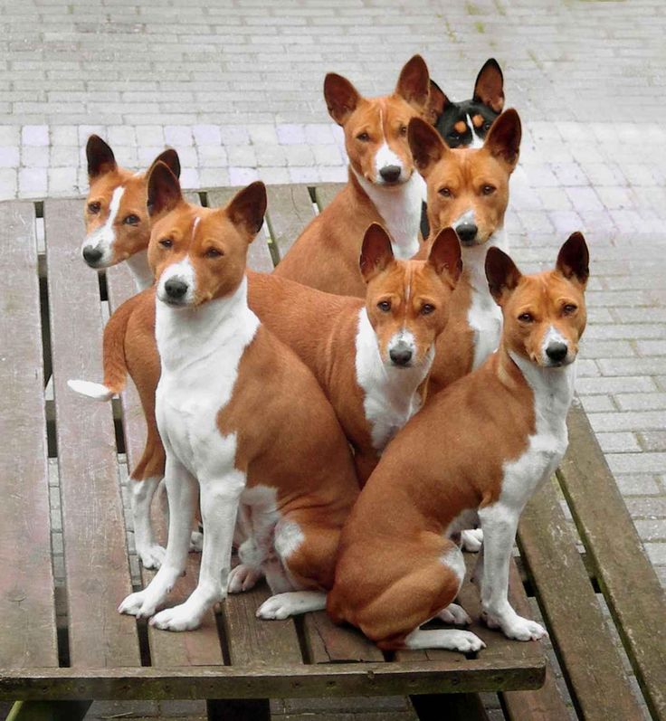 d333bf7a28d91330568cbd05a1e6e49f--pictures-of-cute-puppies-amazing-pictures.jpg