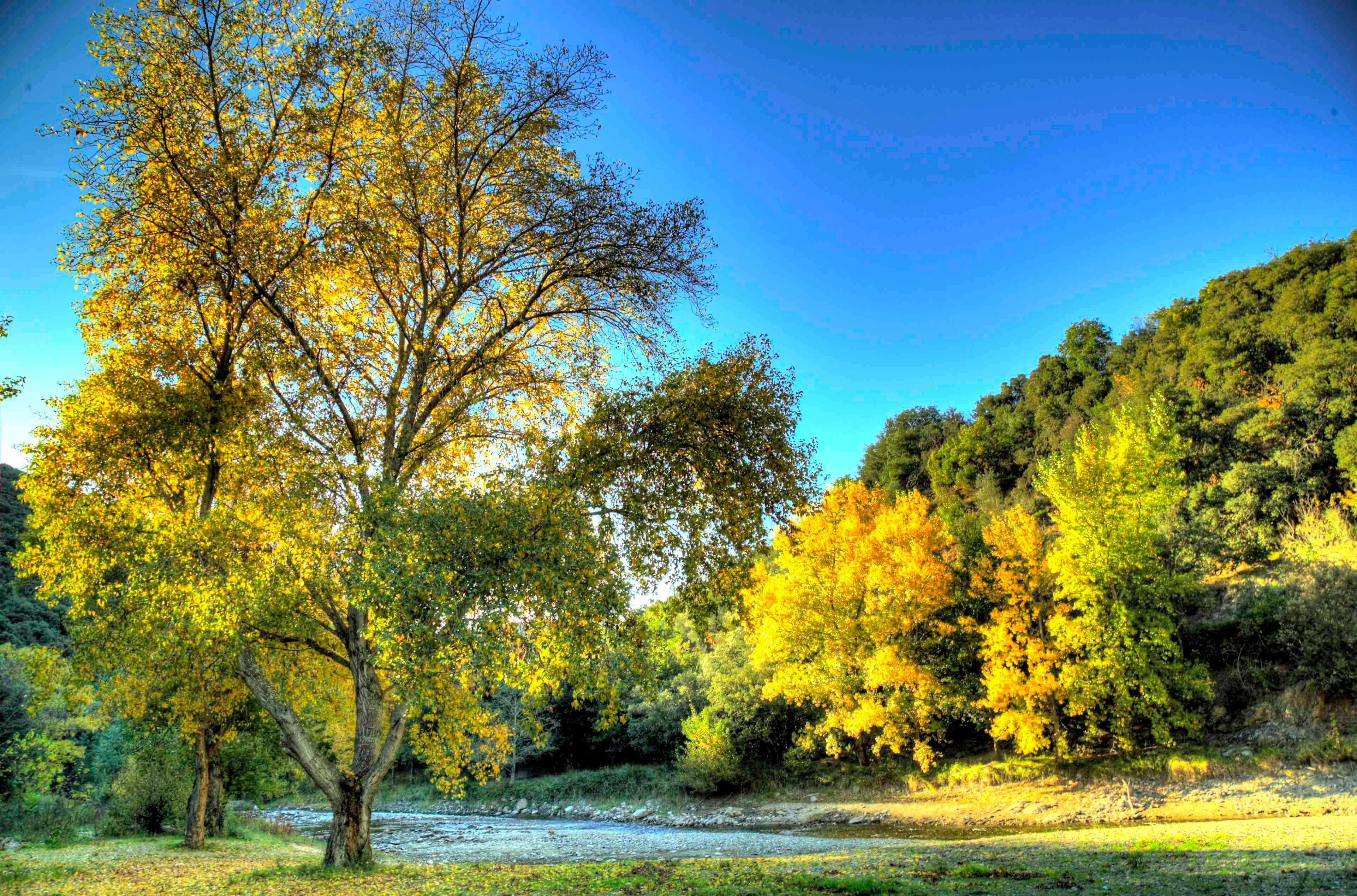 autumn french tree.jpg