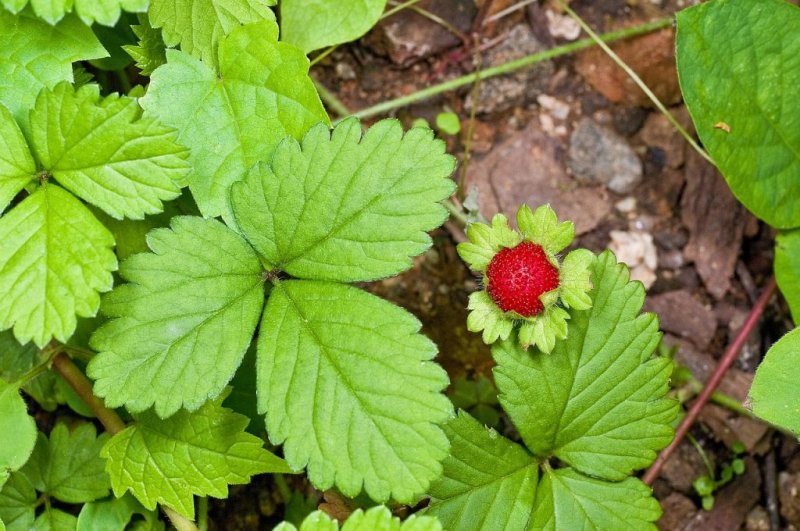 mock-strawberry.jpg
