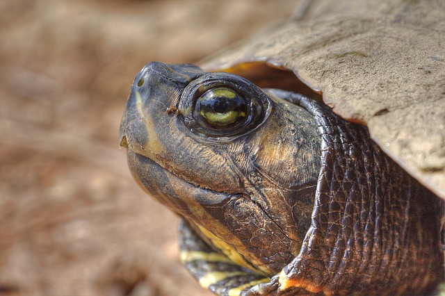 turtle-2256542_640.jpg