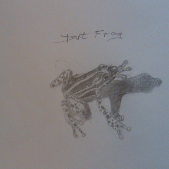 Dart Frog graphite.jpg