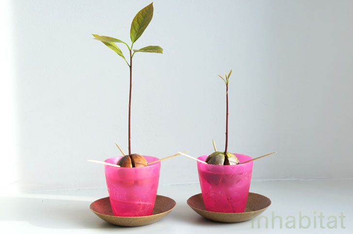 planting-avocado-tree-how-to-grow-an-avocado-tree-from-seed-inhabitat-green-design-2.jpg