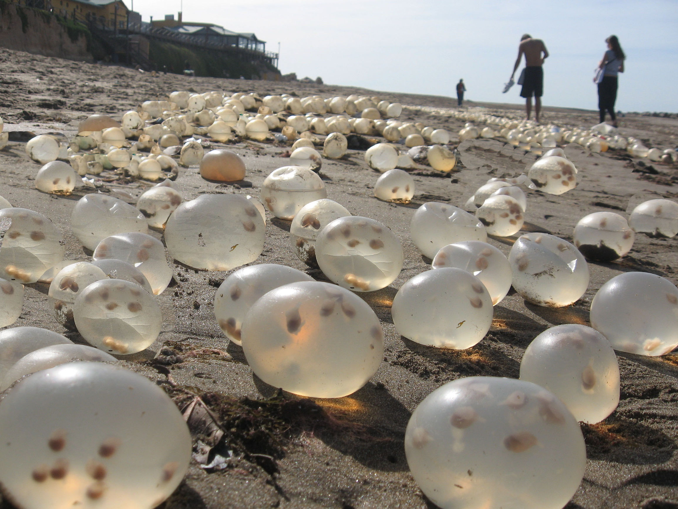 Яйца на поверхности воды. Тридакна жемчуг. Гигантская Ракушка. Гигантские ракушки в море. Моллюски в песке.