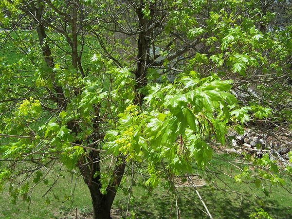 West Maple - new leaves2 crop May 2018.jpg