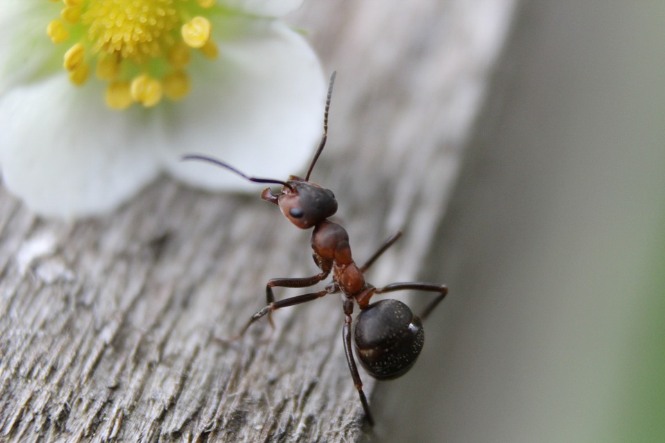 ant-954015_960_720.jpg