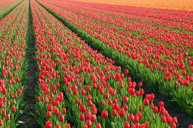 tulips-21578_640.jpg