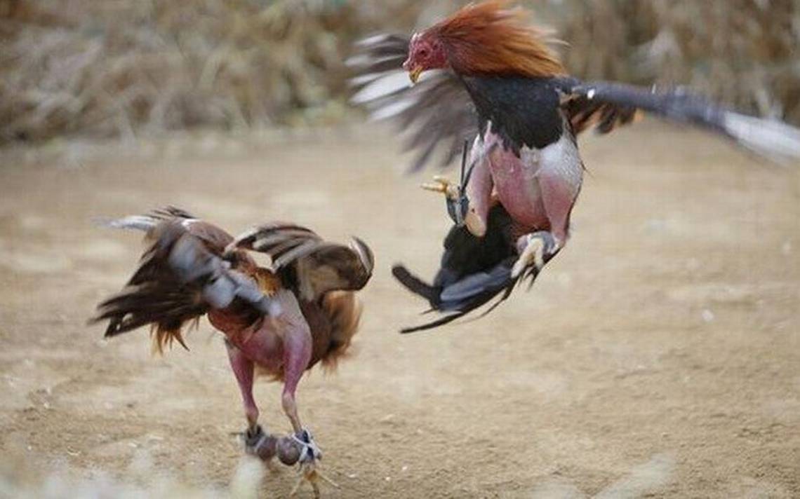 Cockfighting.jpg