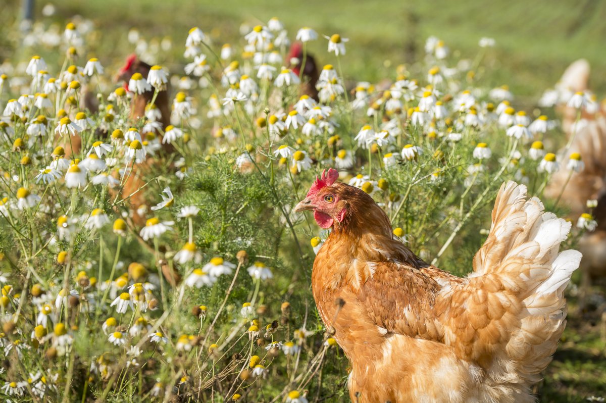 Wieso-trinken-Veganer-keine-Milch-und-essen-keine-Eier-1.0.jpg