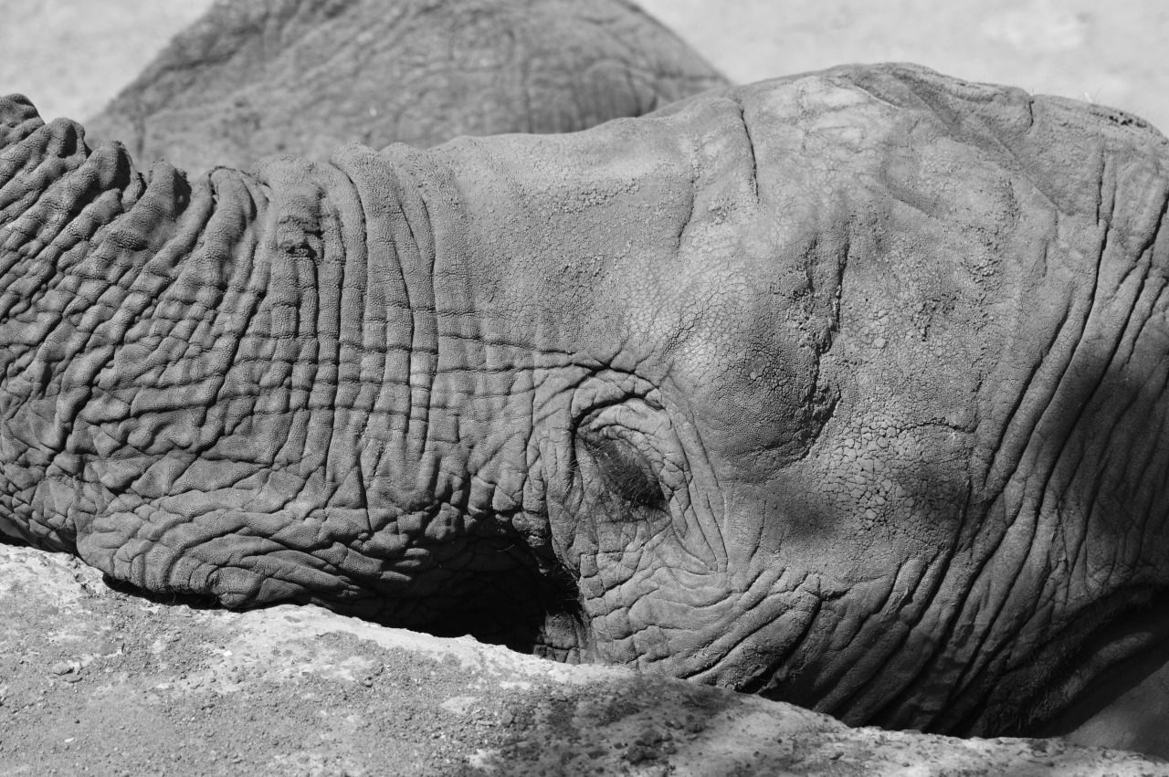 114129508941 - elephants in captivity last of the great_6.jpg