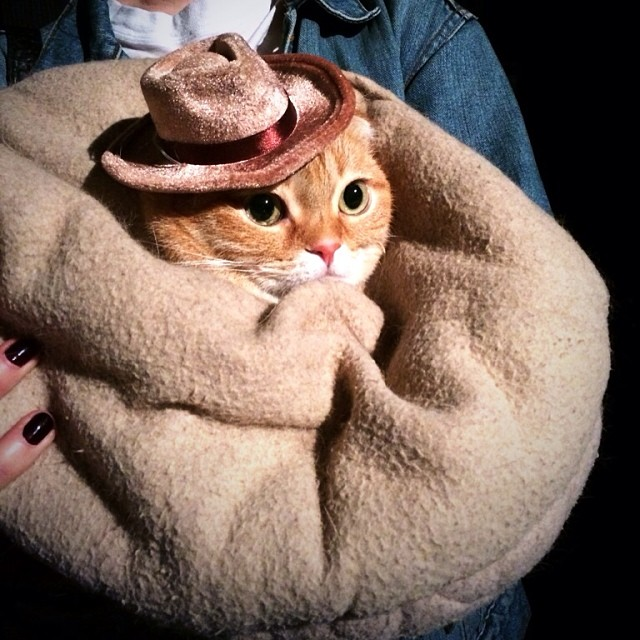 catcowboy.png