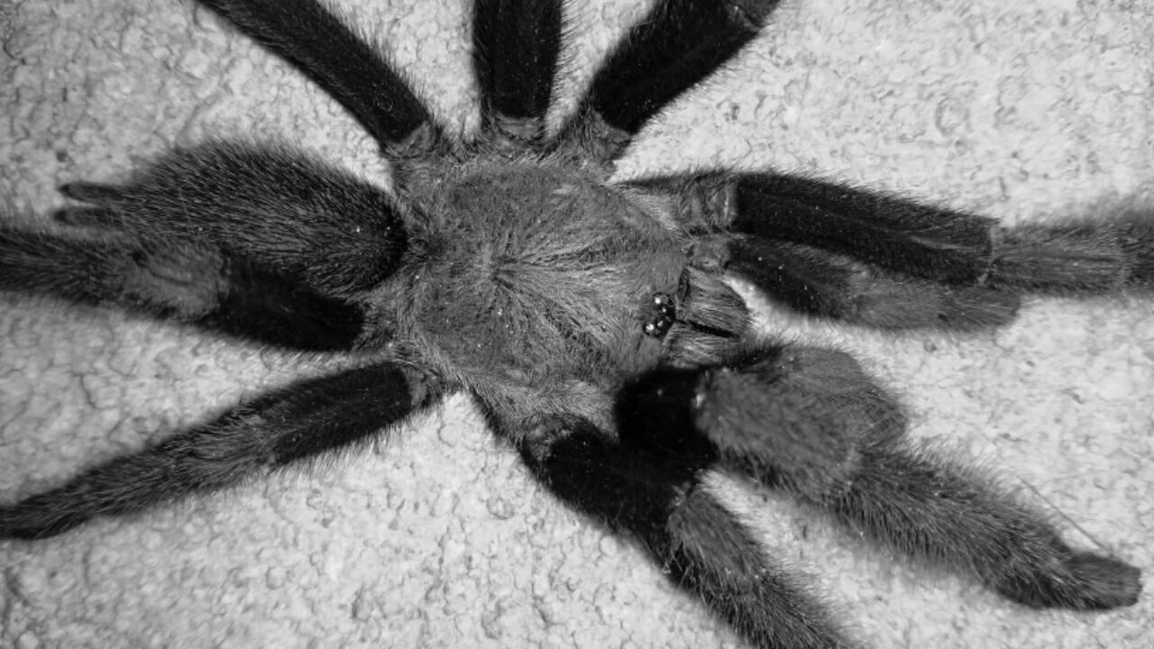 tarantulas.jpg