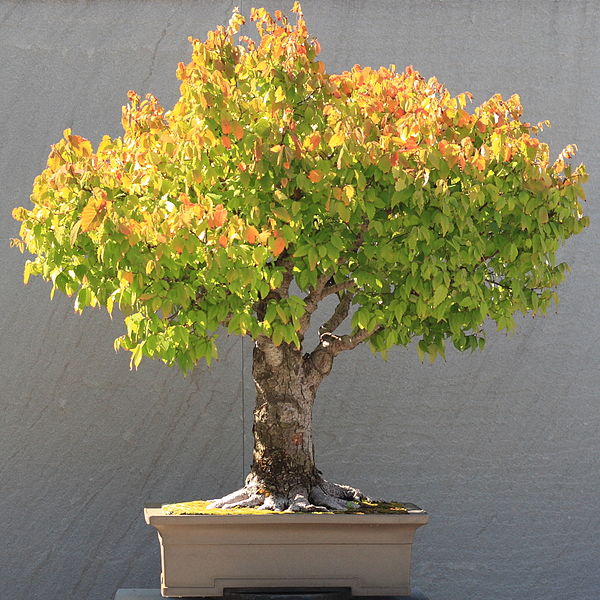 600px-Japanese_Zelkova_bonsai_16,_October_10,_2008.jpg
