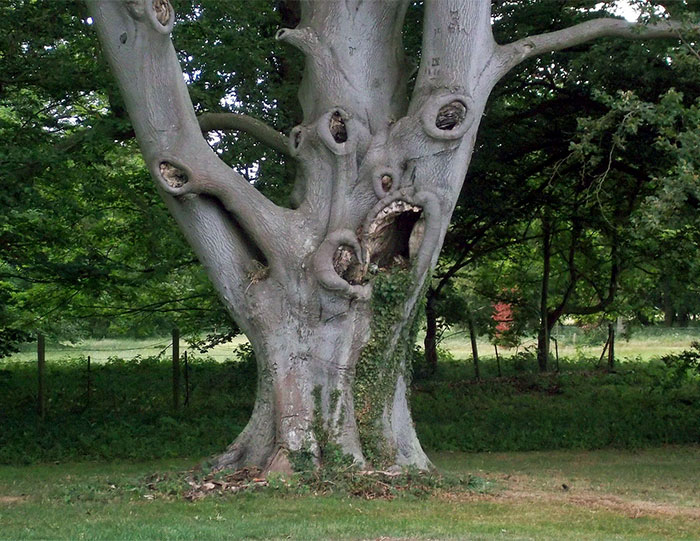 pareidolia-trees-look-like-something-else-153-59e74122ce539__700.jpg