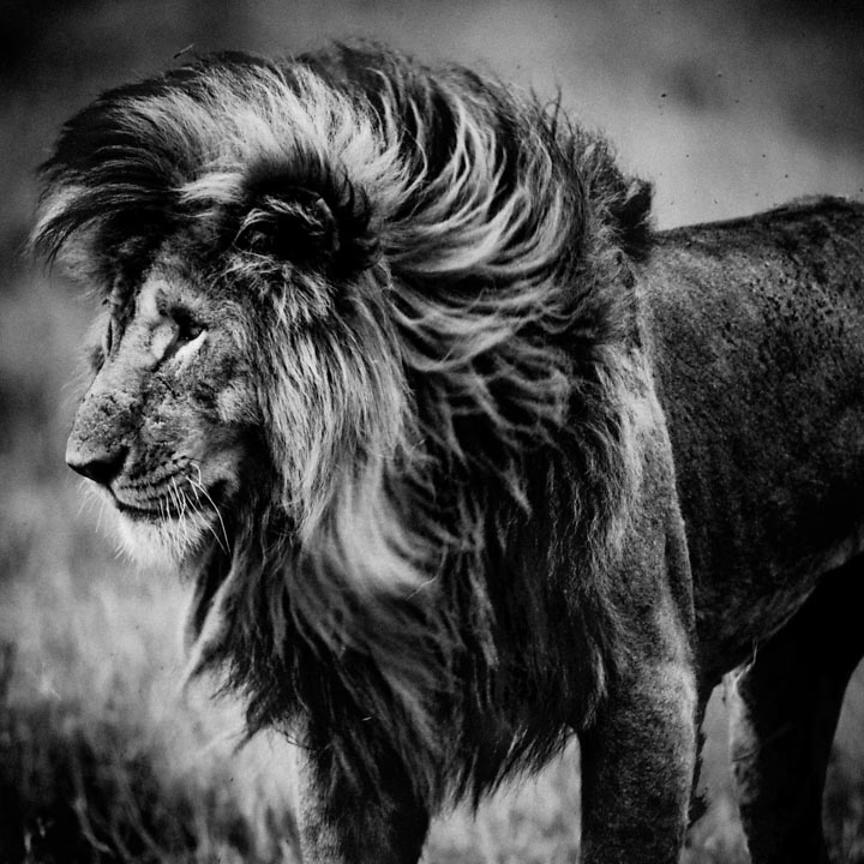 4499-Lion_Scarface_Kenya_2015_Laurent_Baheux_xgaplus.jpg