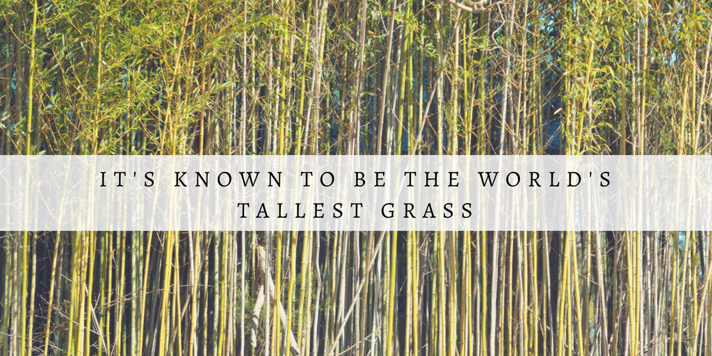 Green and Yellow Photo Quotes Fall Twitter Post (5).png