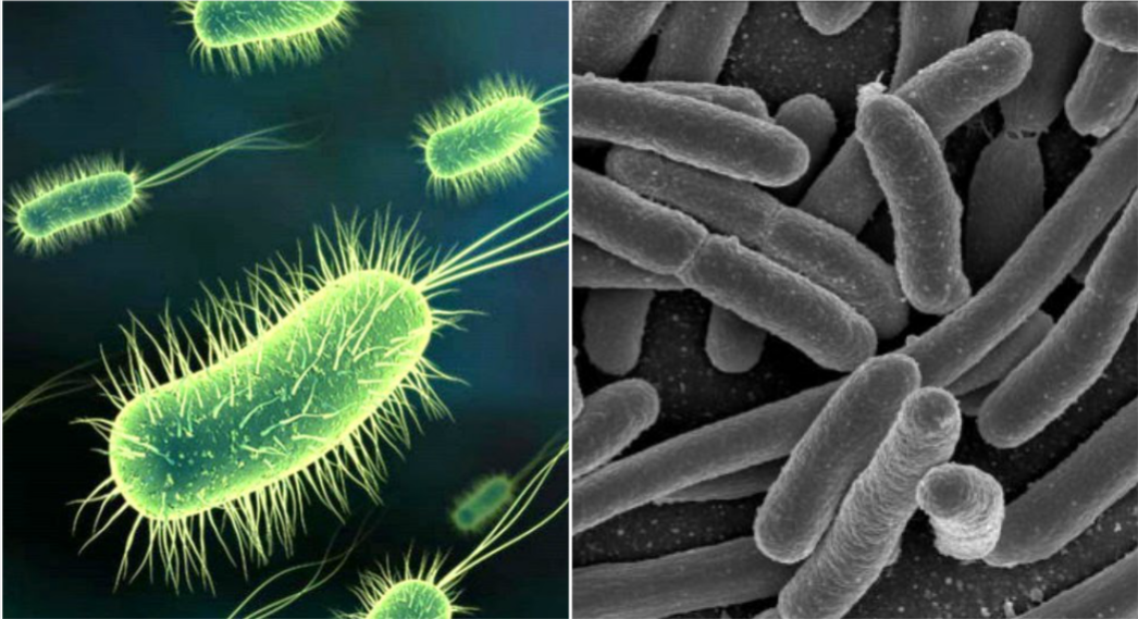 Exploracion del mundo microscopico.png
