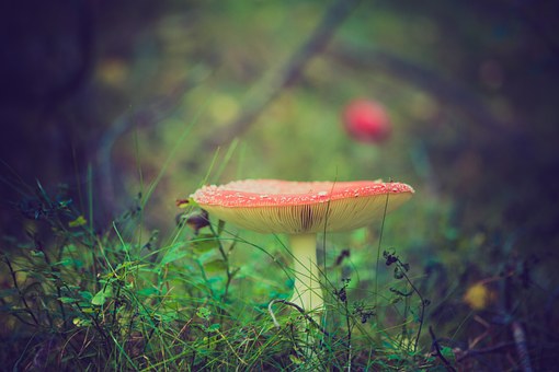 fly-agaric-919049__340.jpg