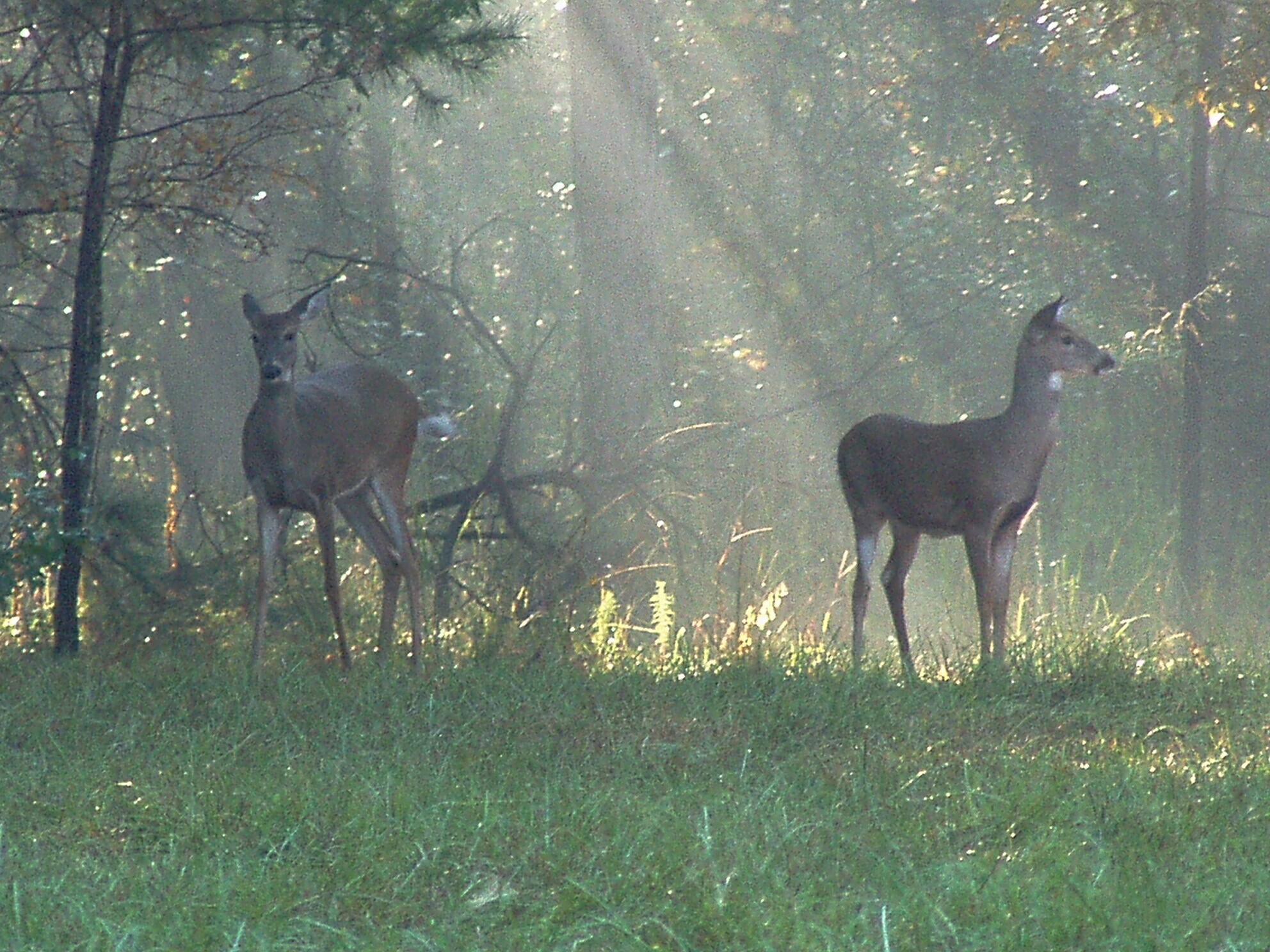 doessunlite_Spring sunrise in middle Georgia.jpg