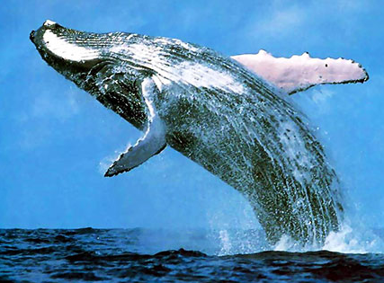 big blue whale.png