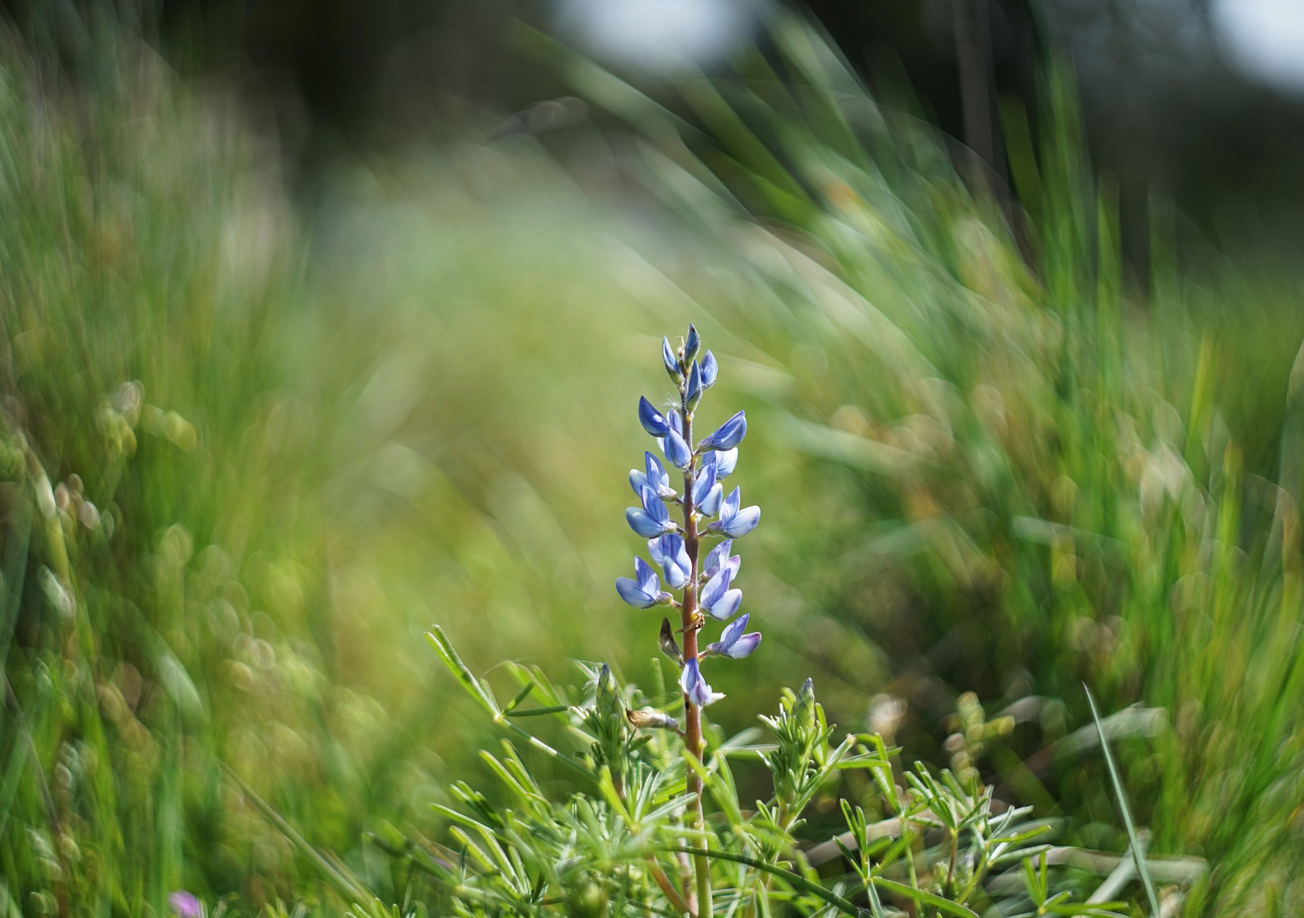 blue lupine bokeh 2.jpg