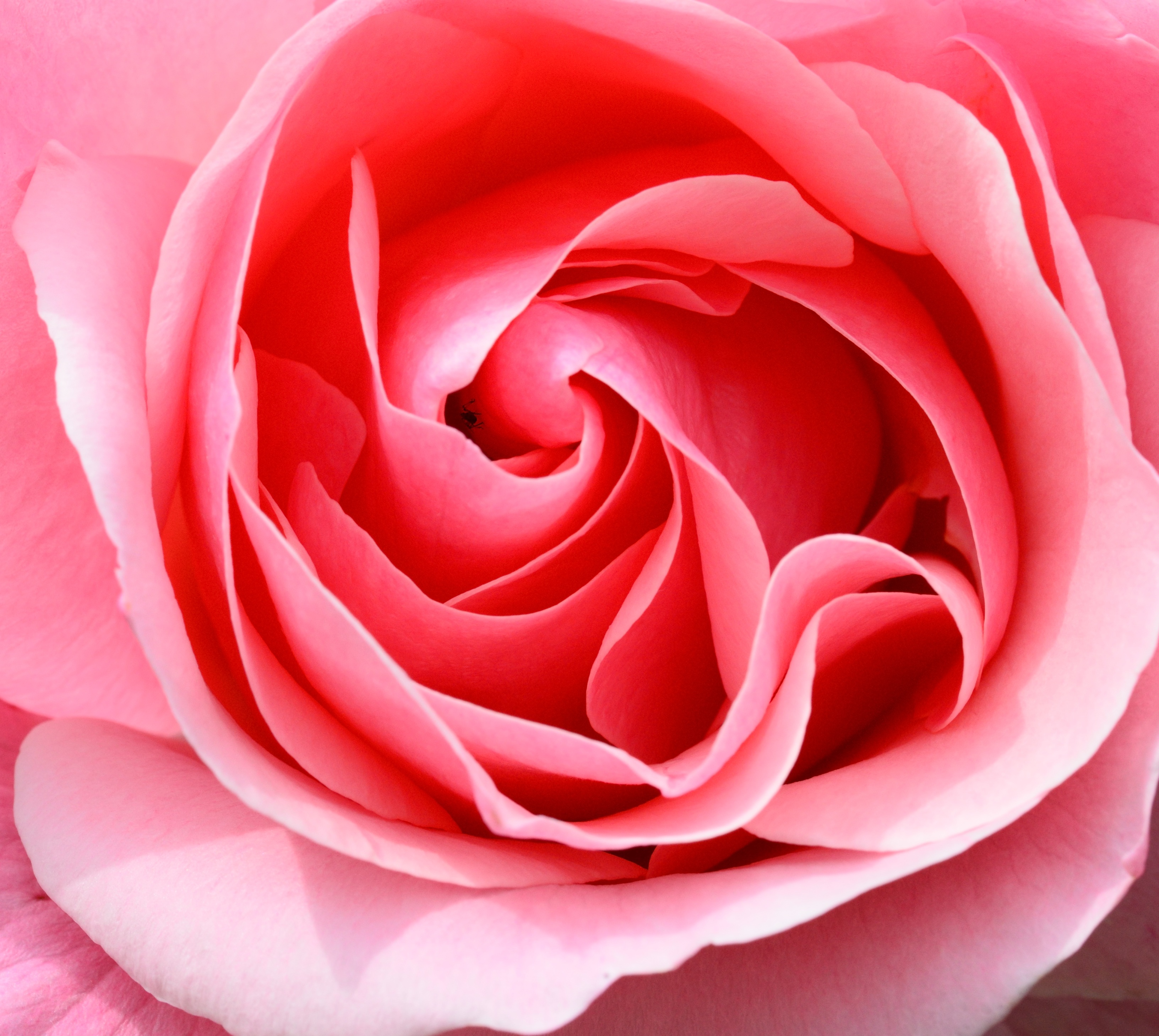 rose-pink-petals-flower.jpg