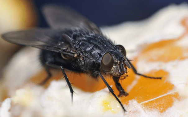 black-fly.gif