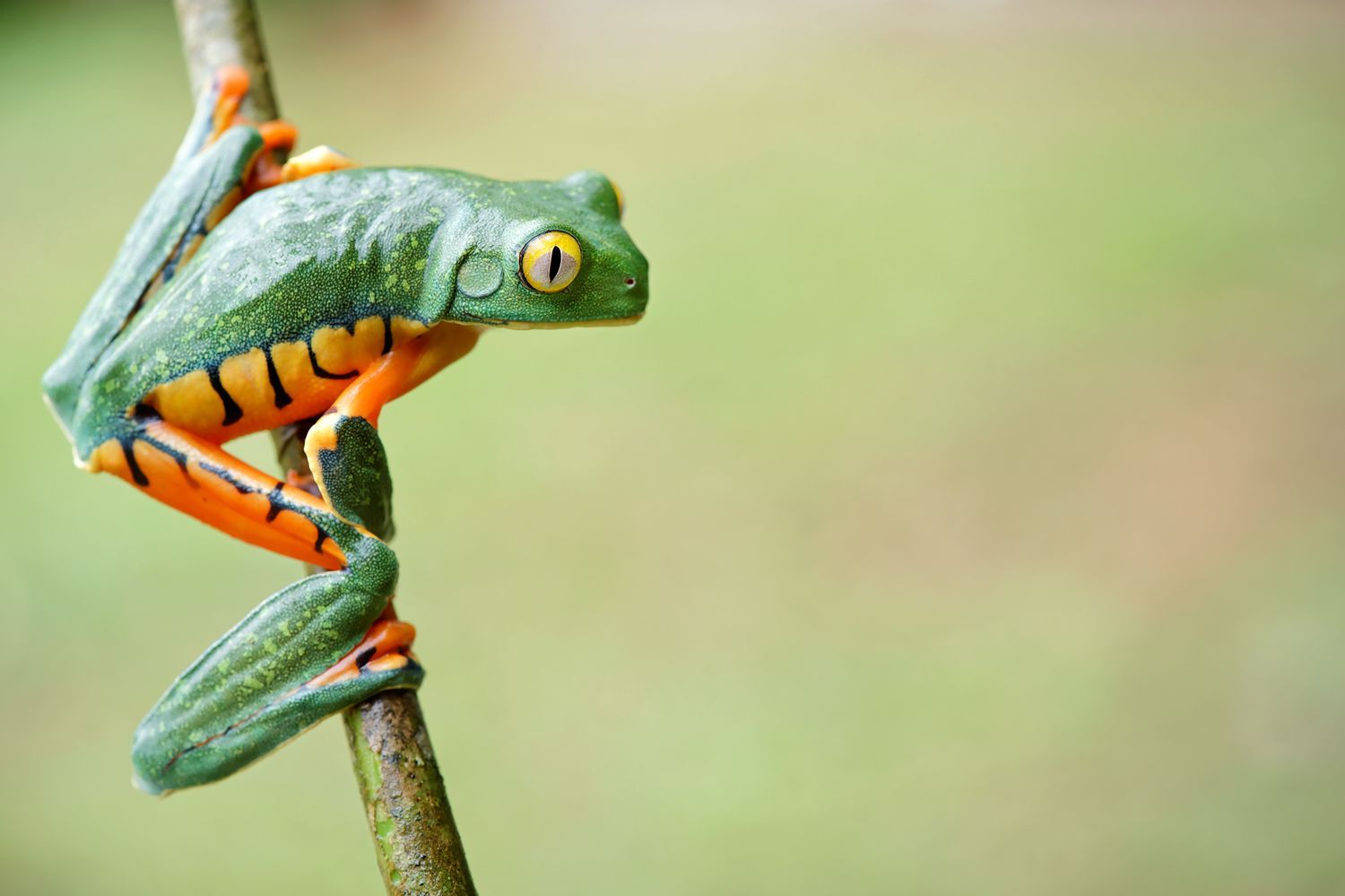 CostaRicaBerroneau-026.jpg