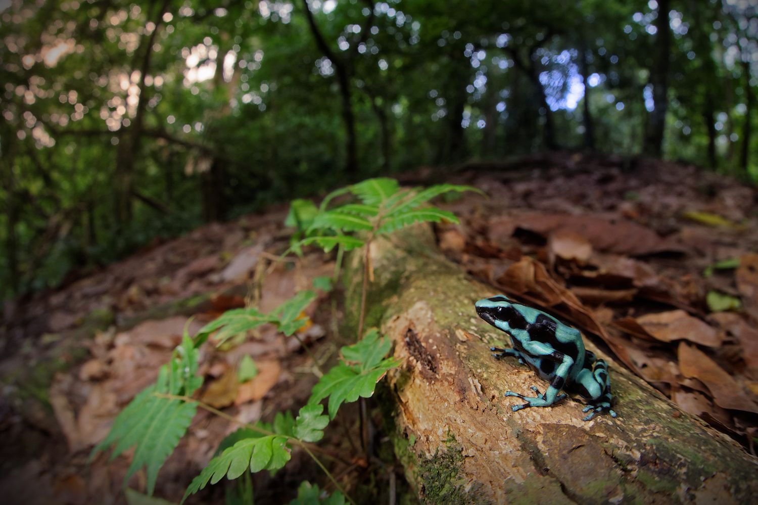 CostaRicaBerroneau-005.jpg
