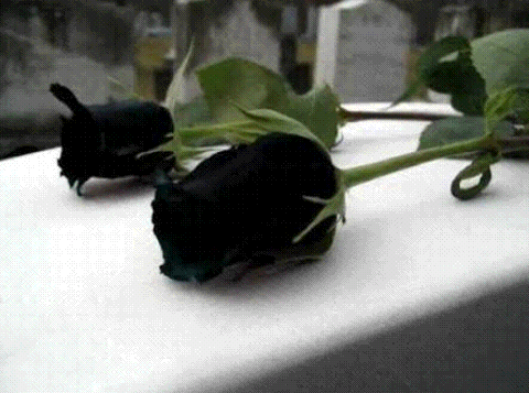 Arti Bunga Mawar Hitam The Meaning Of Black Rose