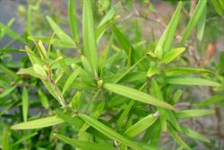 leptospermumpetersonii4_sml.jpg