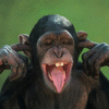 Chimp-FunnyFacexC2.gif