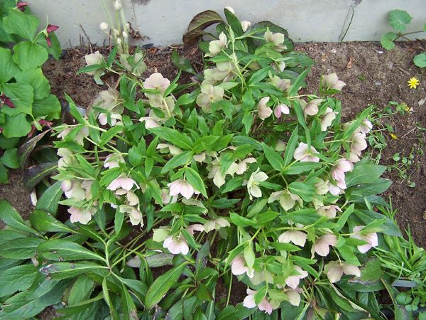 New North - hellebore  crop May 2018.jpg