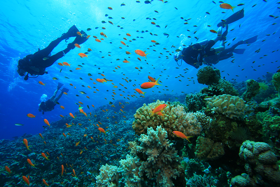 dotvital.com-Scuba-Diving-on-a-Coral-Reef.jpg