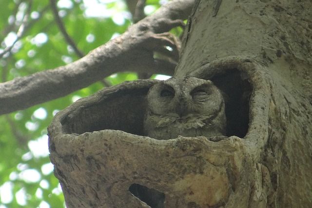 indian-scops-owl-385270_640.jpg