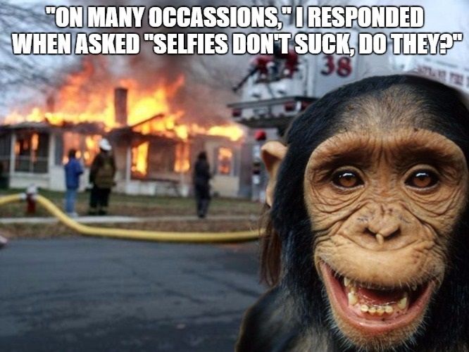 disaster chimp 2.jpg