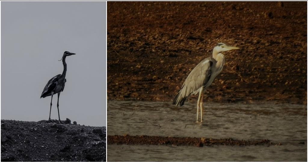 Gray heron collage_1024x768.jpg