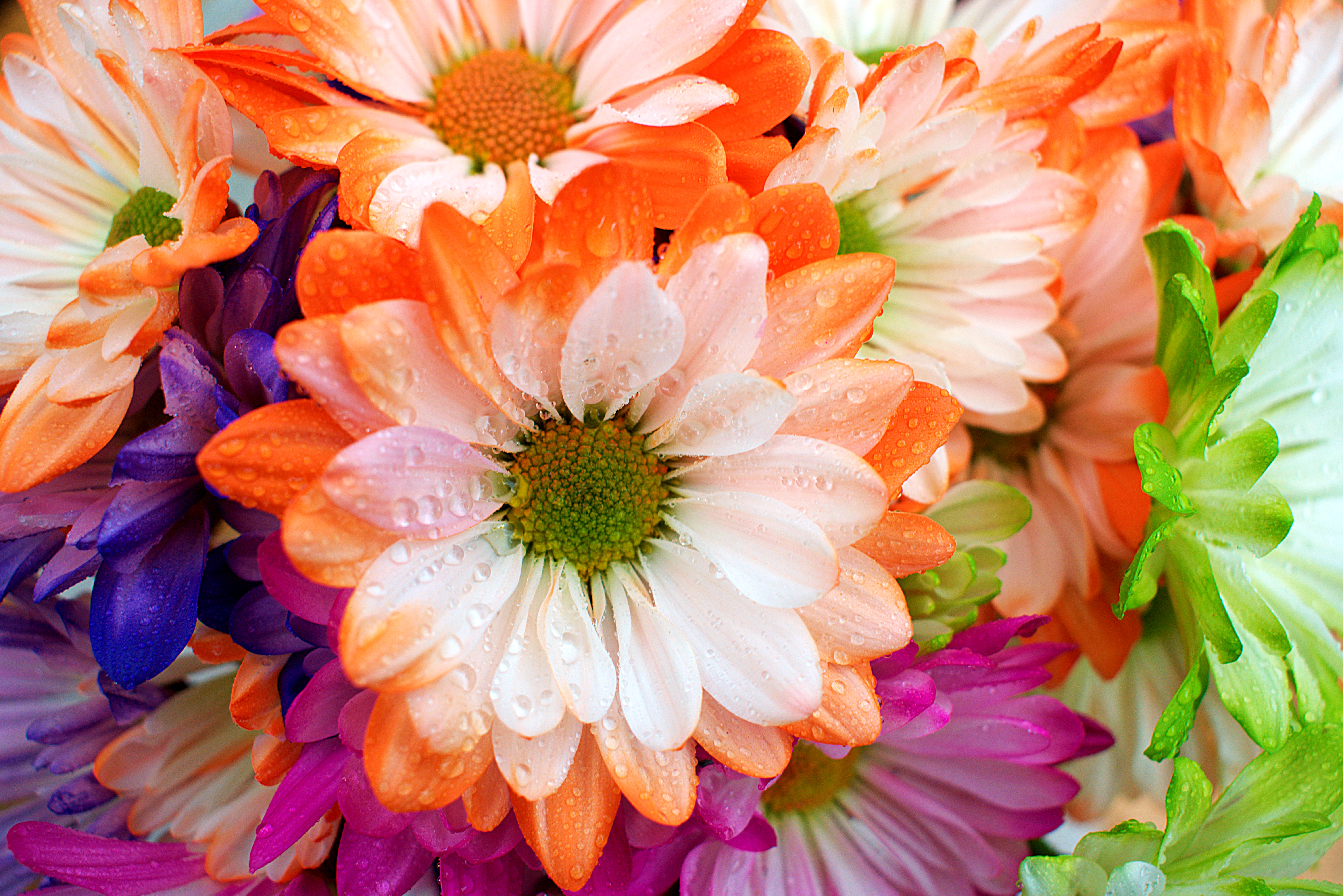 Vibrant Flowers 2.png