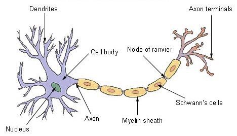structure of nerve cell.jpg