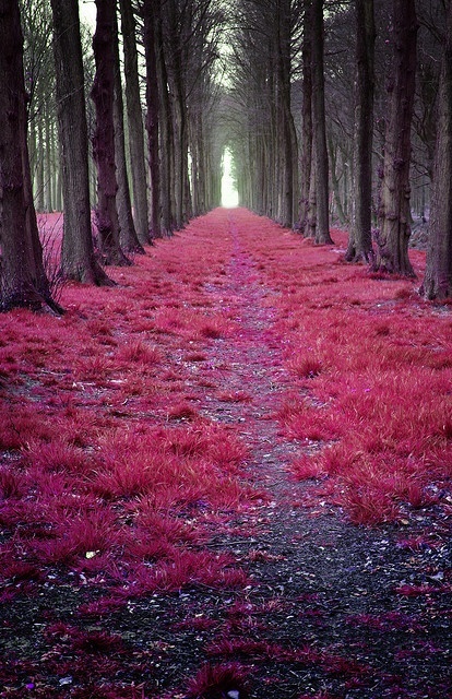Mystic forest in the Netherlands.jpg