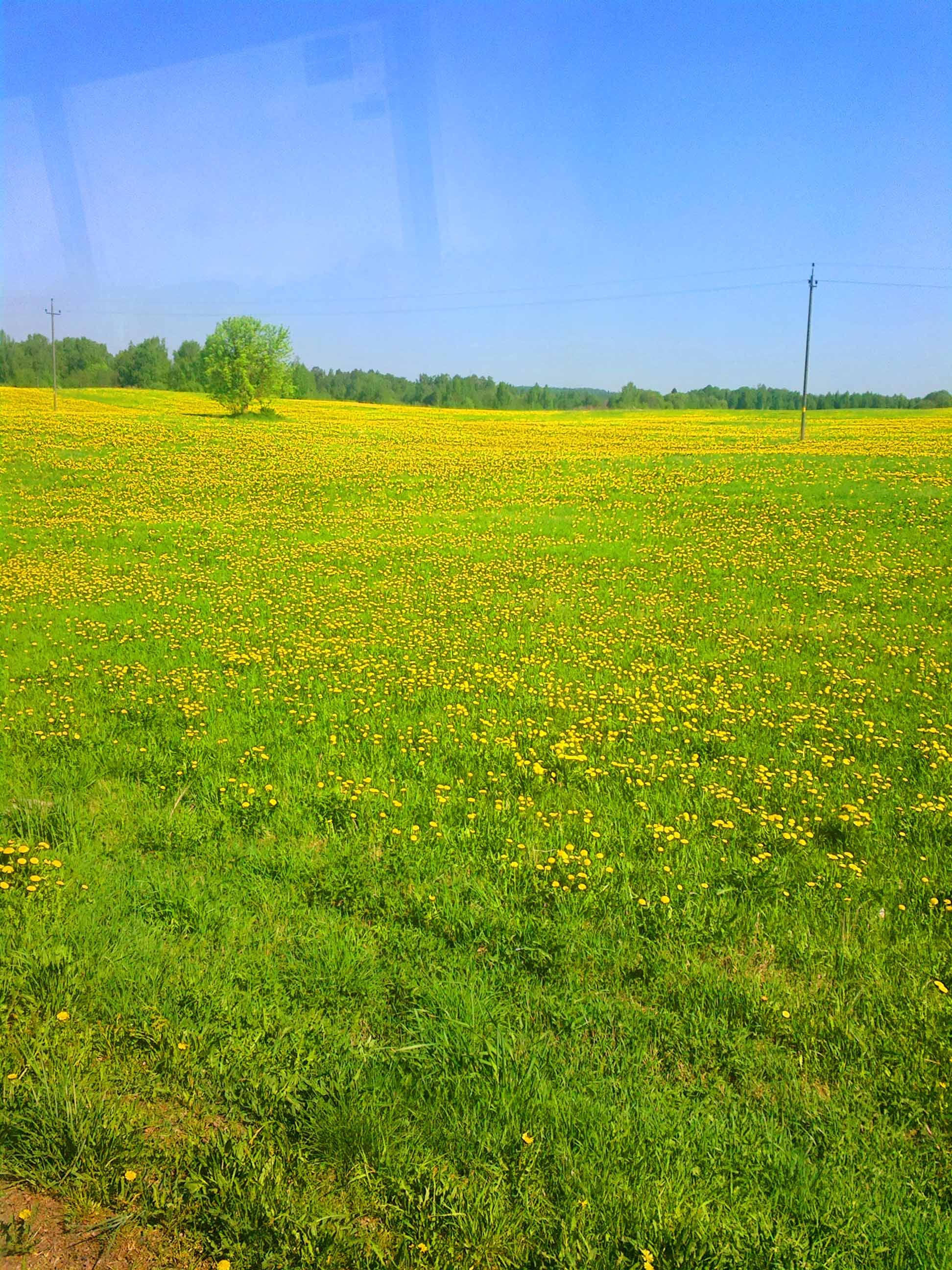 Dandelions Field Photography in Steemit Blog